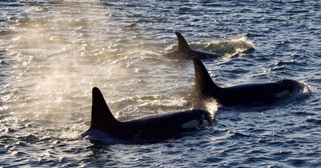 Whales in the ocean
